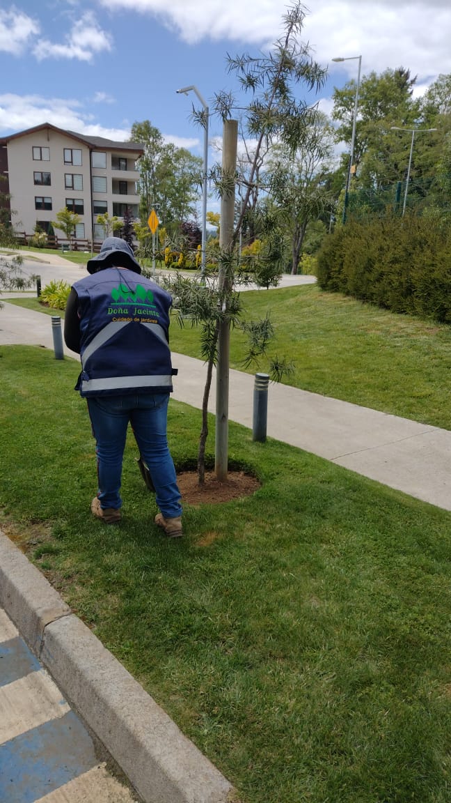 Operario Doña Jacinta con chaleco institucional colocando tutor y taza de riego a árbol joven