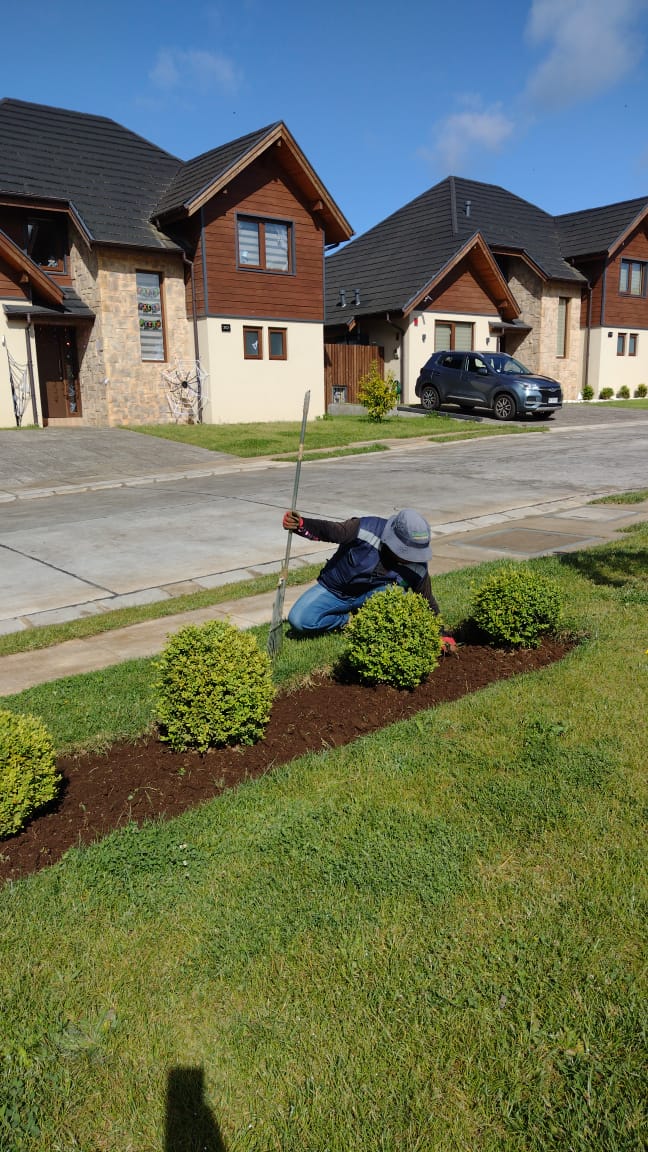 Jardinero perfilando cantero lineal con topiarios de boj frente a casas residenciales