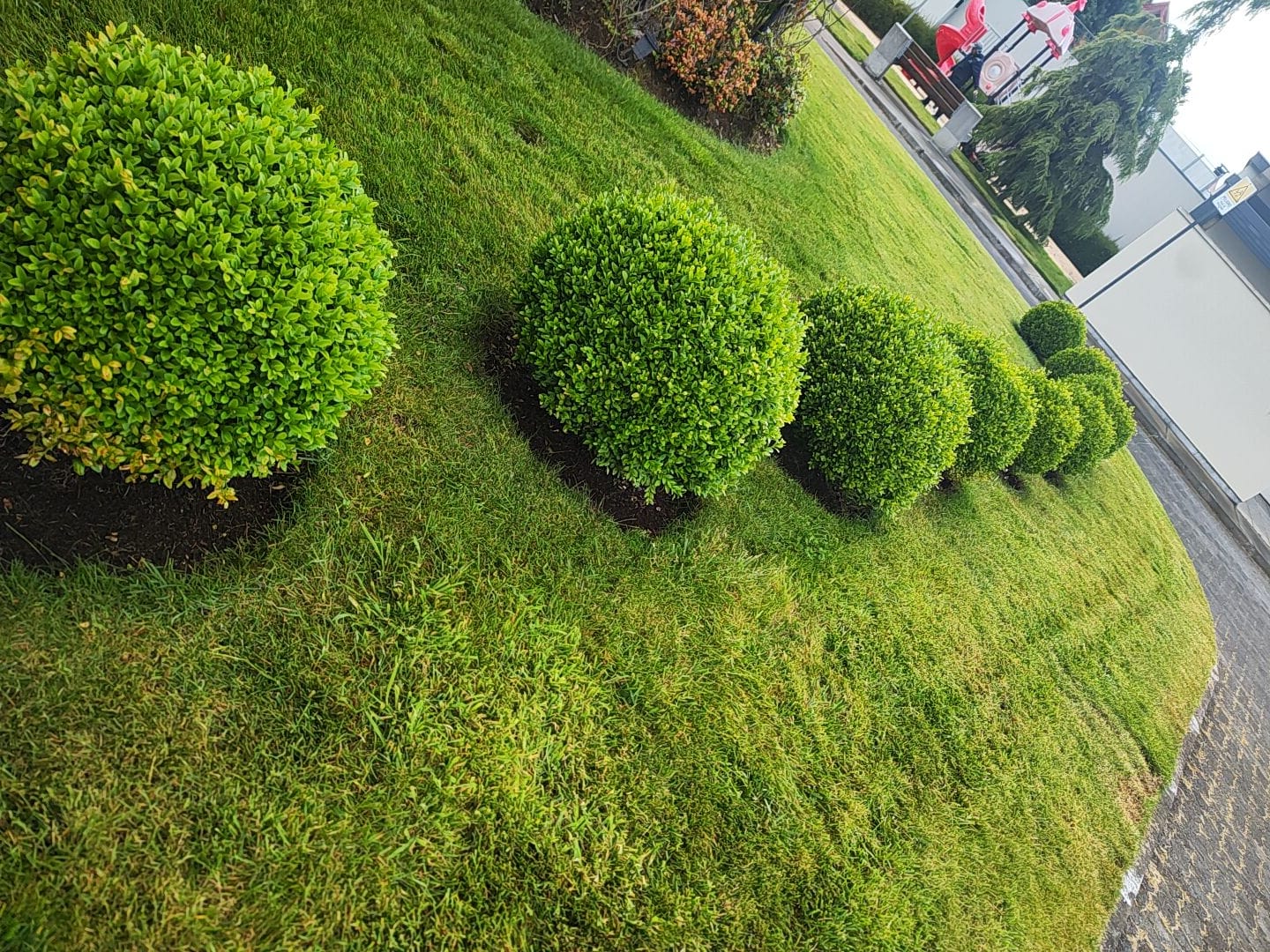 Hilera de esferas de boj perfectamente recortadas en prado verde ondulado