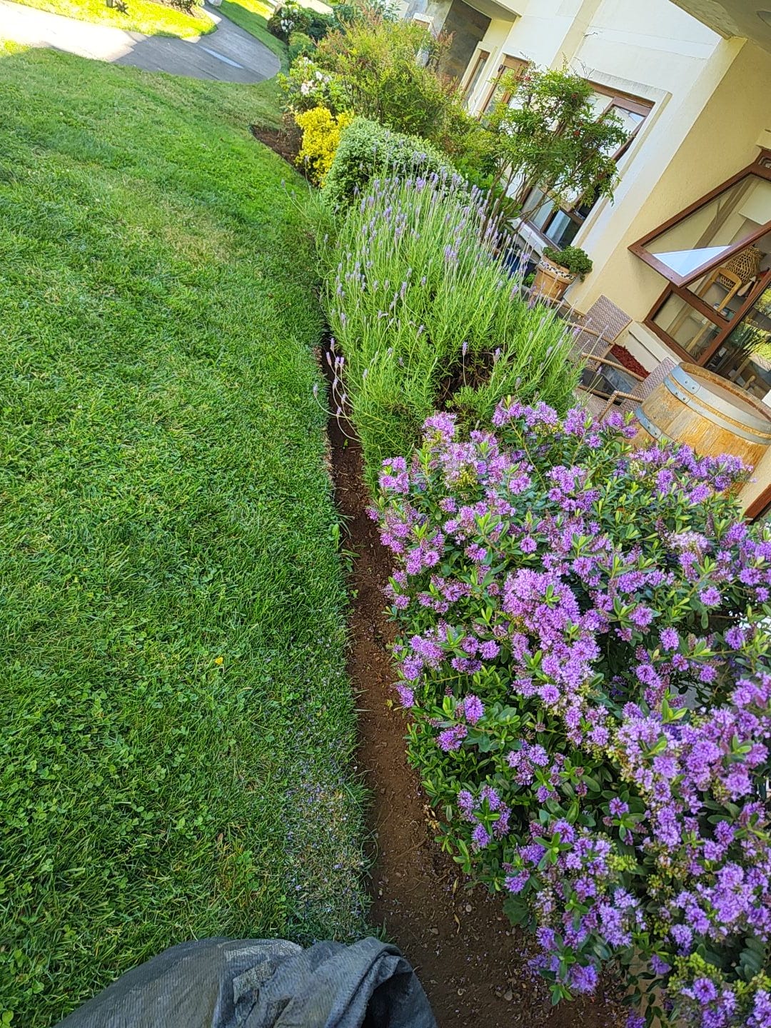 Macizos de verónicas moradas y lavandas en flor en antejardín