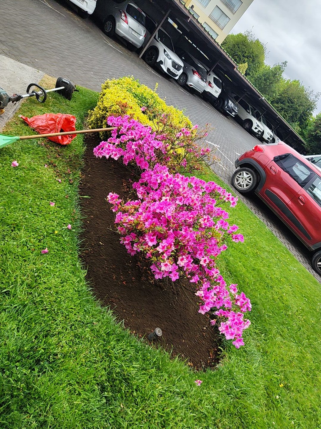Canteros con azaleas fucsias y arbustos en isla de estacionamiento