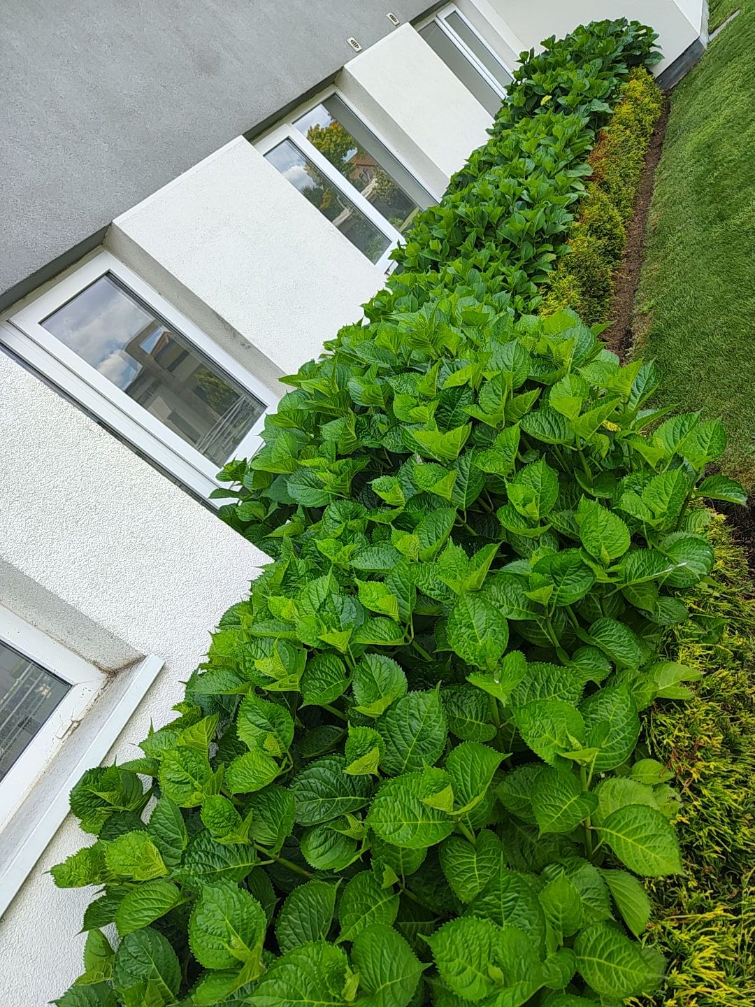 Franja tupida de hortensias y cerco vivo verde junto a ventanales de edificio