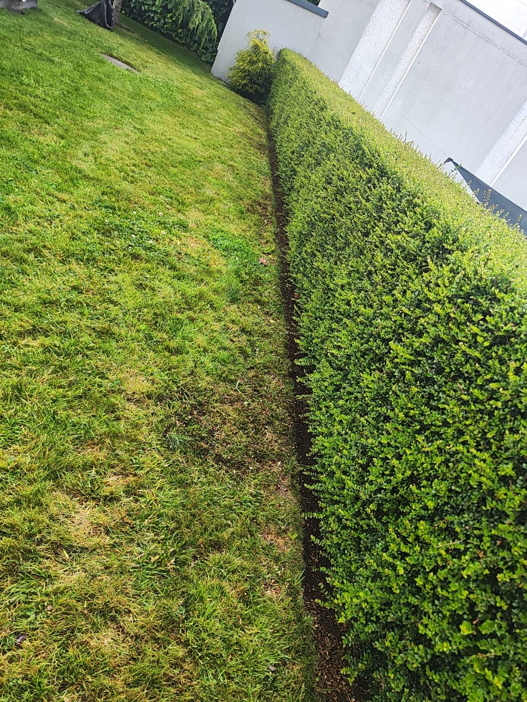 Cerco vivo de ligustrina perfectamente recto con zanja de perfilado en prado verde