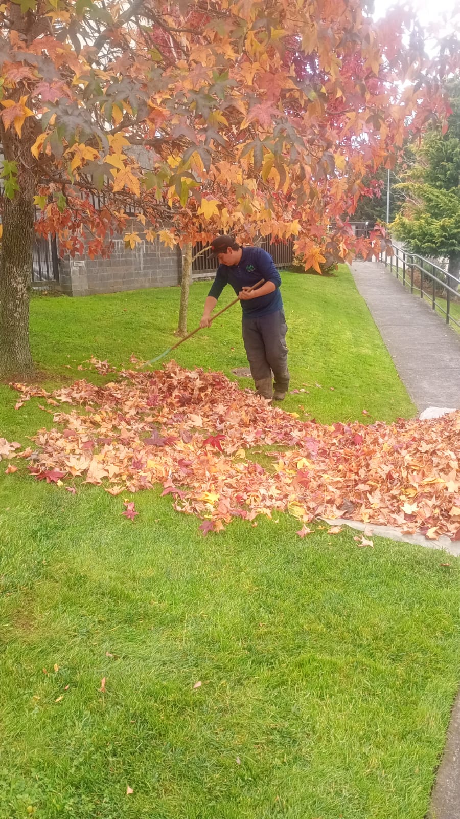 Operario rastrillando gran manto de hojas secas de liquidámbar en jardín residencial